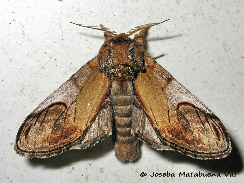 Notodonta ziczac - Notodontidae